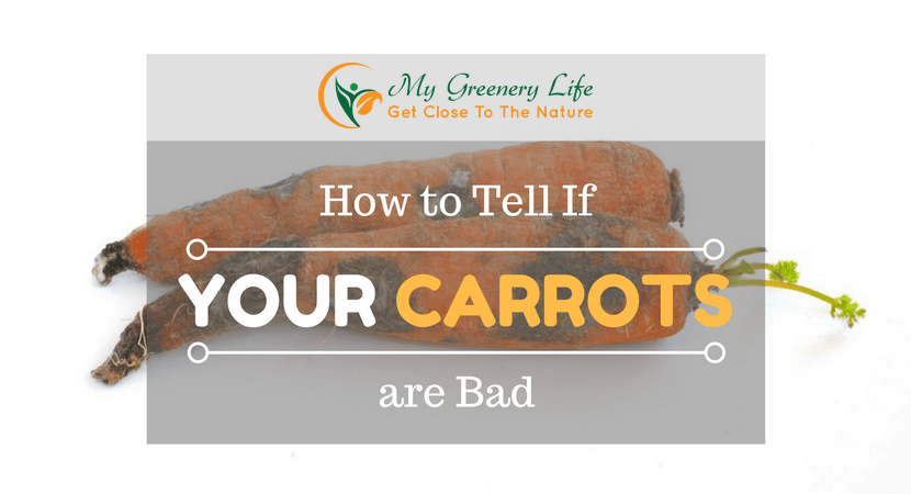 How-to-tell-if-your-carrots-are-bad-1