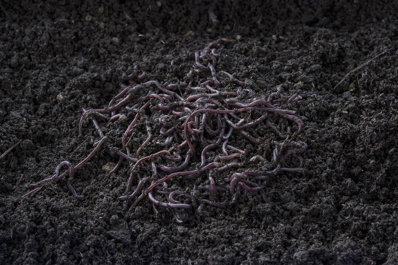 Why-Worm-Castings-are-the-Best-Natural-Fertilizers-2