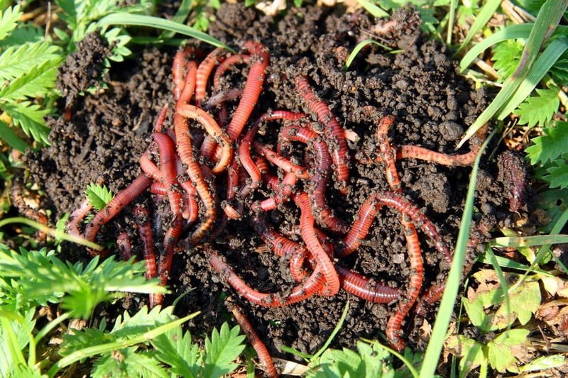 Why-Worm-Castings-are-the-Best-Natural-Fertilizers-4