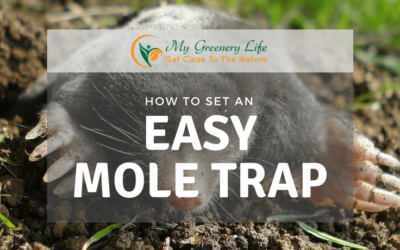 how-to-set-an-easy-mole-trap-1