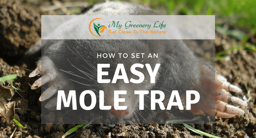 how-to-set-an-easy-mole-trap-1