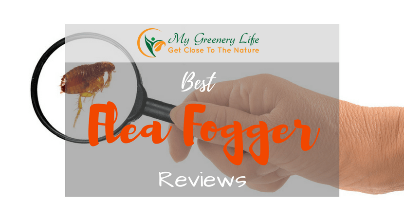 top-10-best-flea-fogger-reviews-1