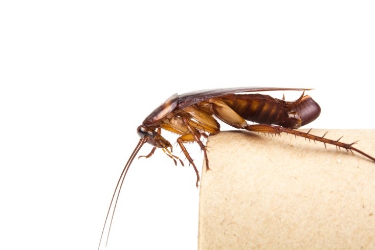 what-should-we-do-if-there-are-baby-roaches-in-our-home-and-garden-2