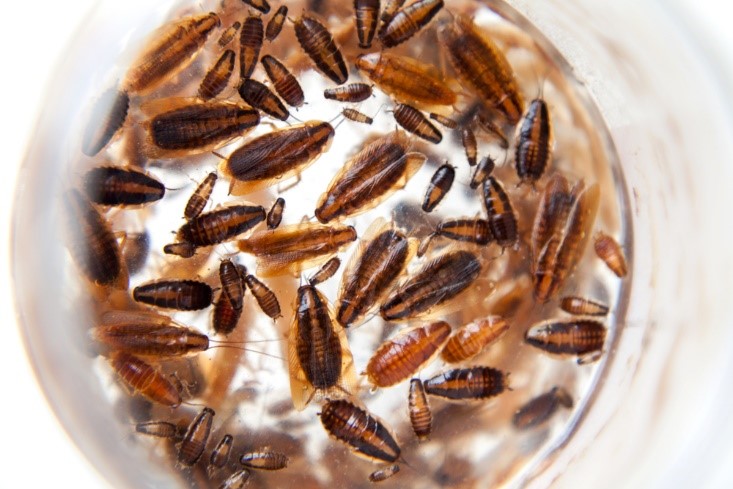 what-should-we-do-if-there-are-baby-roaches-in-our-home-and-garden-5