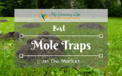 best-mole-trap-reviews-1