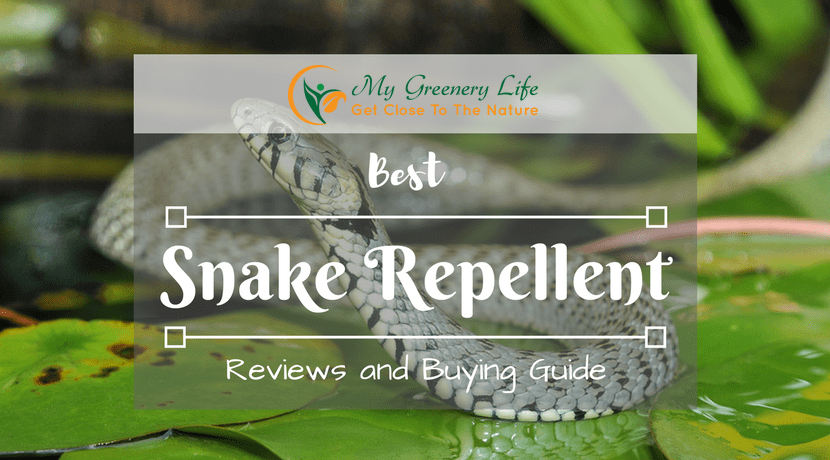 [TOP 5] Best Snake Repellent Reviews 2021 And Buyer's Guide [LATEST]