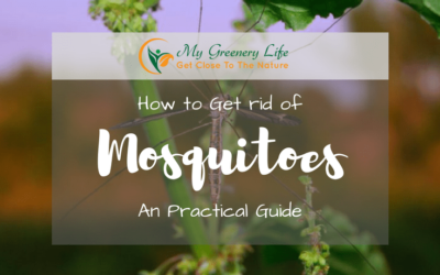 how-to-get-rid-of-moquitoes