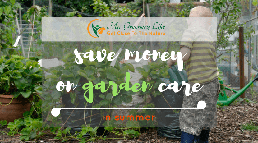 The Smartest Ways To Save Money On Garden Care In Summer | My Greenery Life