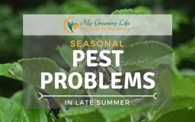seasonal-pest-problems-in-late-summer