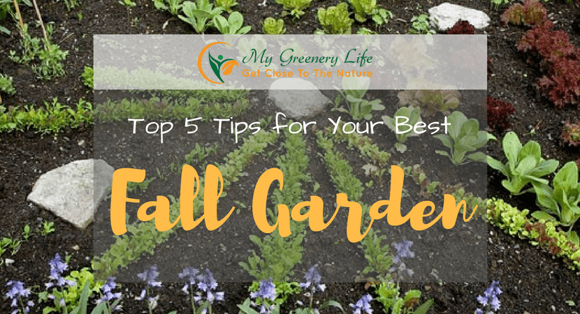 top-5-tips-for-your-best-fall-garden-1