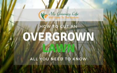 How-to-Cut-an-Overgrown-Lawn-1