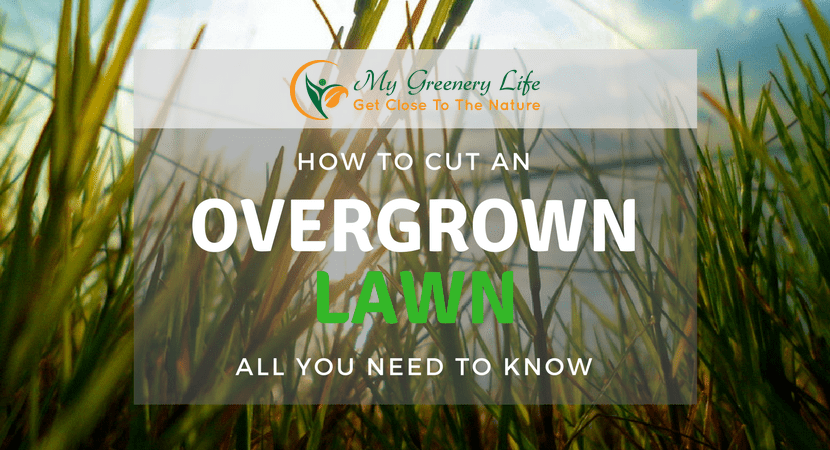 How-to-Cut-an-Overgrown-Lawn-1
