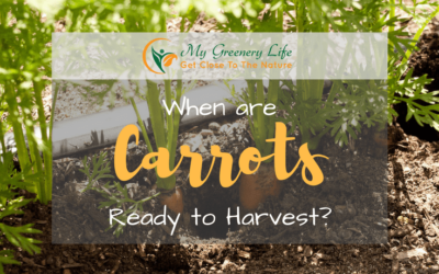 When-are-Carrots-Ready-to-Harvest-1