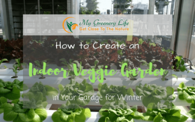 how-to-create-an-indoor-veggie-garden-1