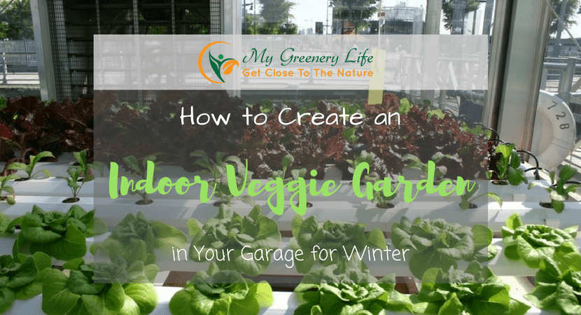 how-to-create-an-indoor-veggie-garden-1