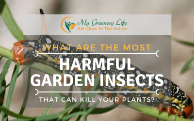 the-Most-Harmful-Garden-Insects-That-Can-Kill-Your-Plants-1