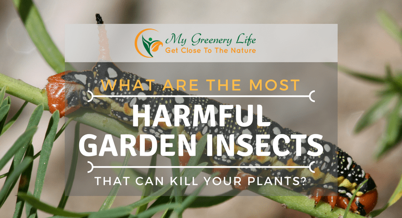 the-Most-Harmful-Garden-Insects-That-Can-Kill-Your-Plants-1