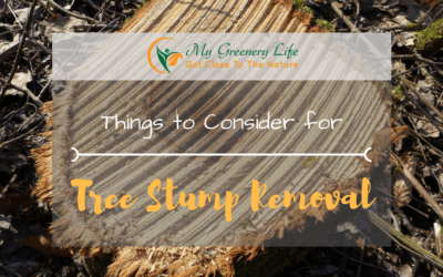 things-to-consider-for-tree-stump-removal