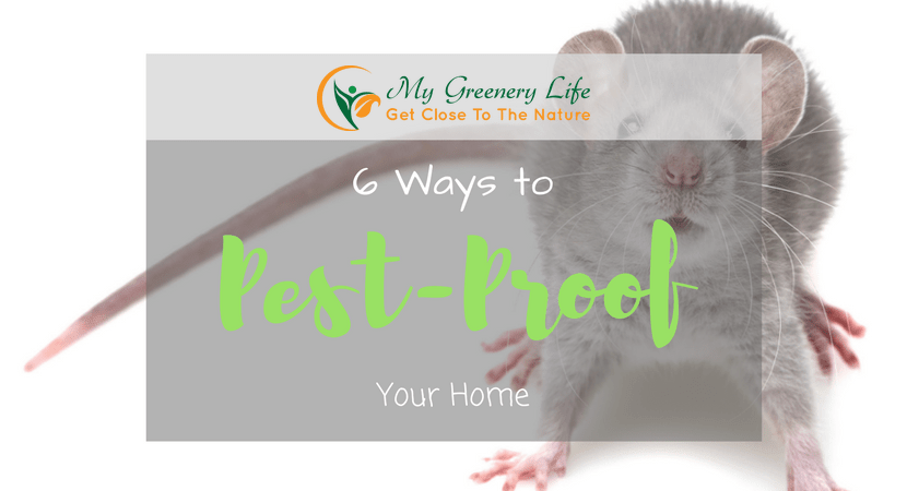 6-ways-to-pest-proof-your-home-1