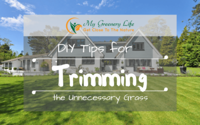 diy-tips-for-trimming-the-unnecessary-grass-1