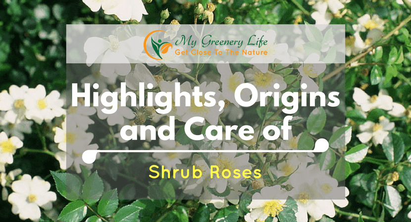 highlights-origins-care-shrub-roses-1