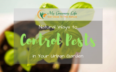 natural-ways-to-control-pests-in-your-urban-garden-1