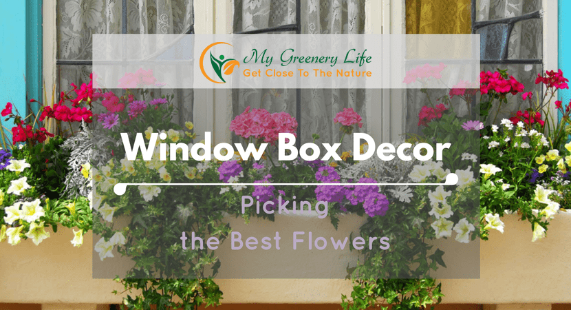window-box-decor-picking-the-best-flowers-1