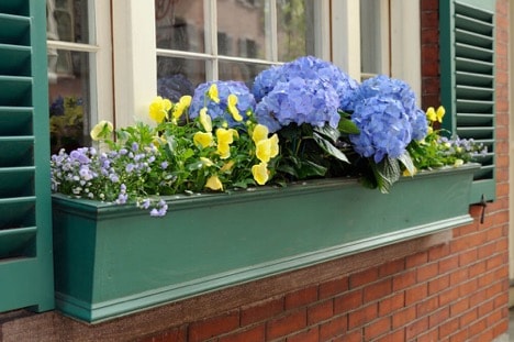 window-box-decor-picking-the-best-flowers-3