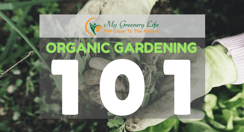 organic-gardening-101-1