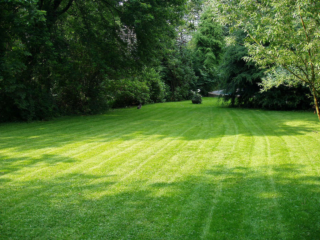 6 Tips For Growing Grass In The Shade My Greenery Life