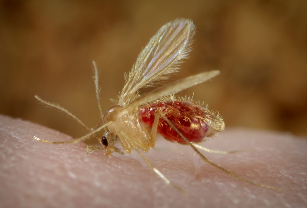 sandfly-bbites-symptoms-and-treatment