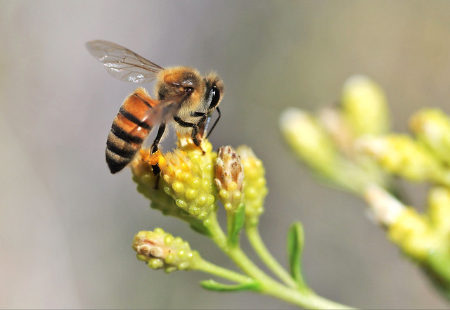 How Do Bees Help Humans