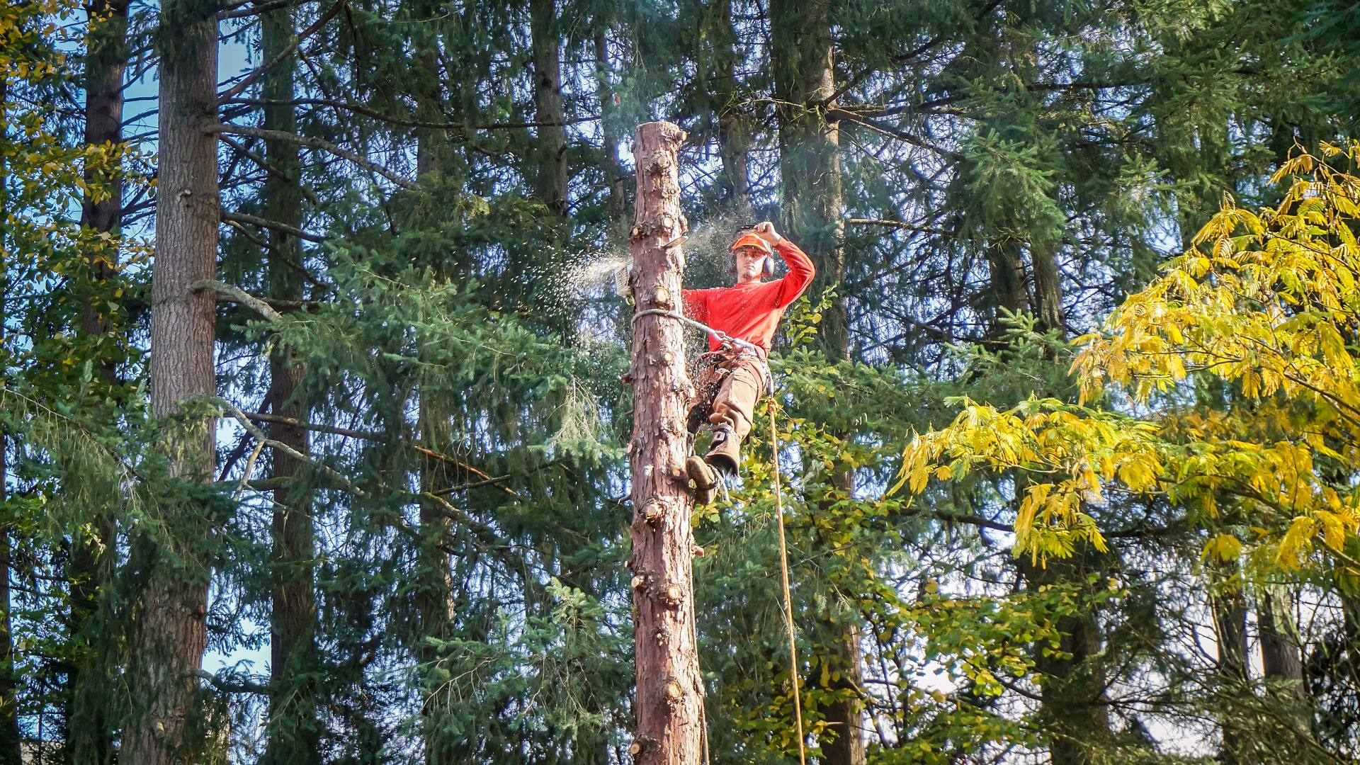 What to Look for in a Tree Service Company | My Greenery Life
