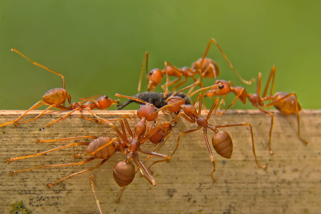 4 Eco-Friendly Ways To Get Rid Of Ants | My Greenery Life